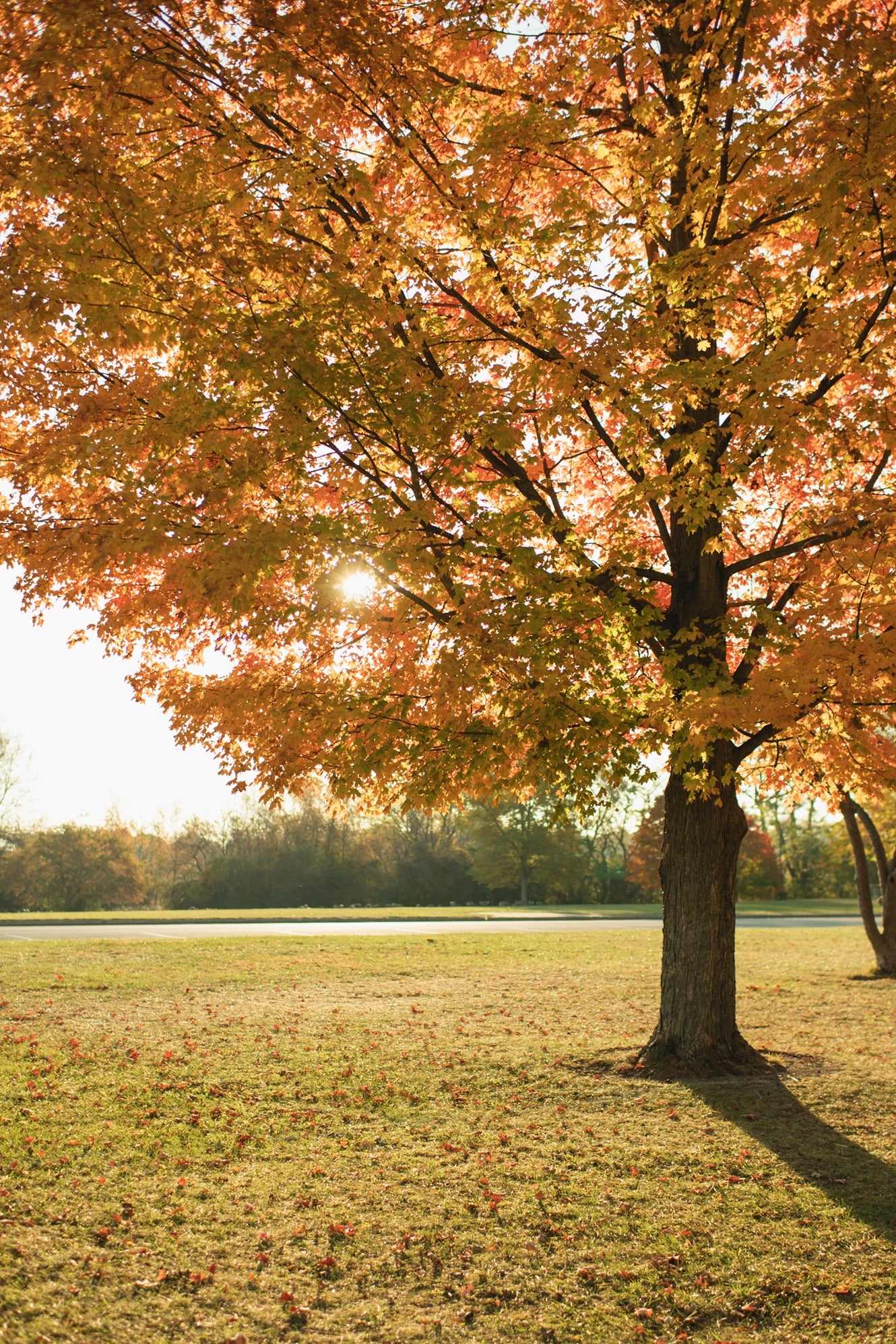 tree in field in Palatine Illinois